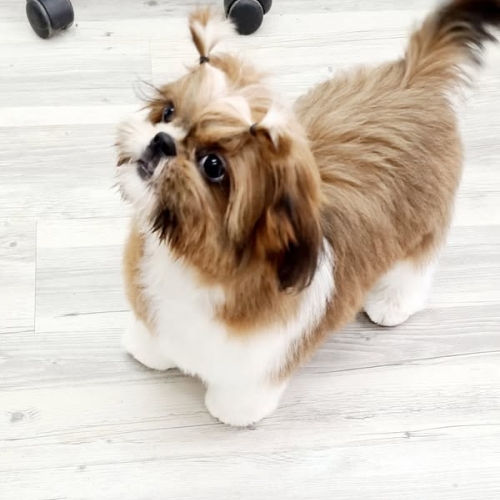 "charmebøffen" Wilma. Kun 4 måneder gammel og af racen Shih Tzu. 