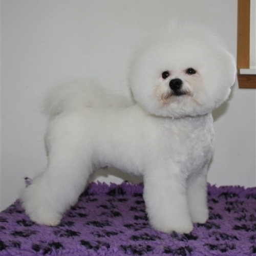 Sød Bichon Frise