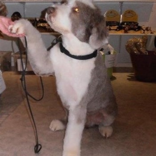Bearded Collie (kort klippet), siger tak for i dag
