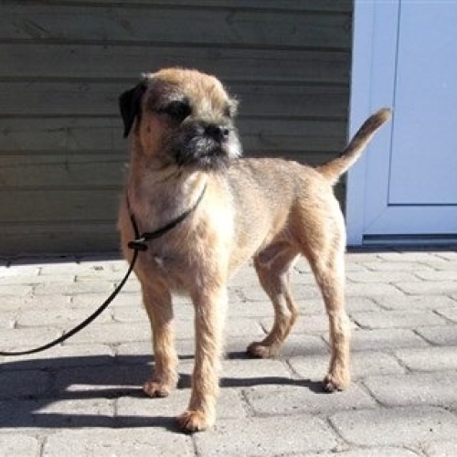 Border Terrier (en særdeles skøn race)
