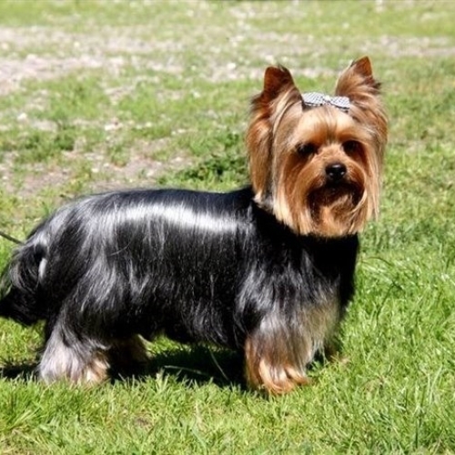 smuk Yorkshire Terrier