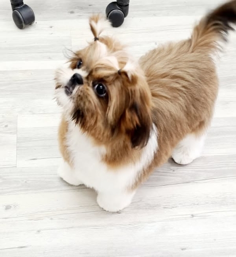"charmebøffen" Wilma. Kun 4 måneder gammel og af racen Shih Tzu. 