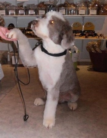 Bearded Collie (kort klippet), siger tak for i dag