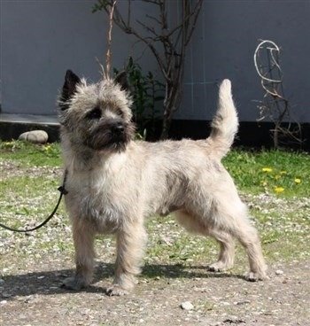 kæk Cairn terrier