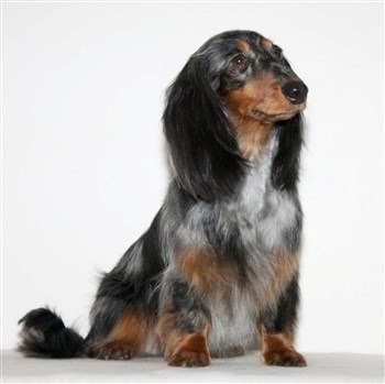 Smuk Blue Merle langhåret gravhund