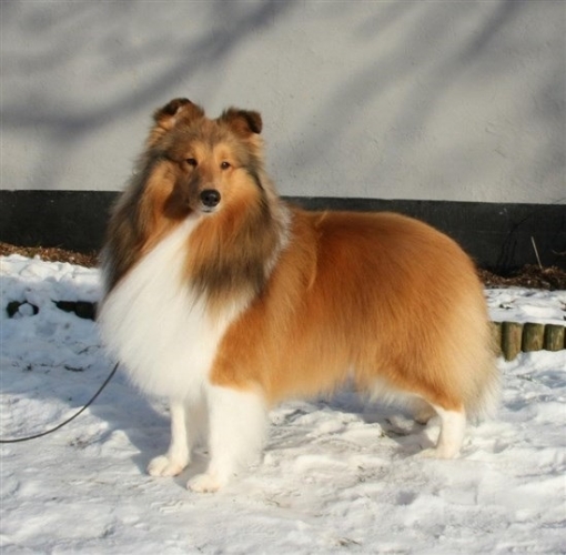 Shetland Sheepdog, også kaldet "mini Collie) Her har vi en tidligere udstillings hund