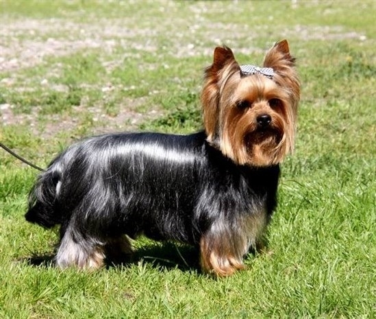 smuk Yorkshire Terrier